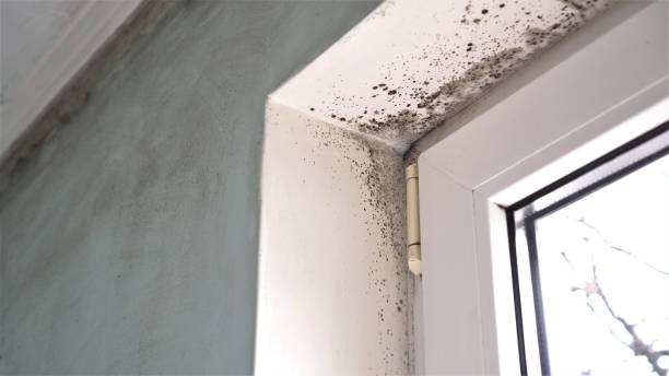 Best Basement Mold Remediation in Blakely, PA