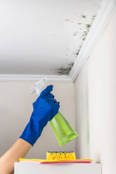 Best Attic Mold Remediation in Blakely, PA